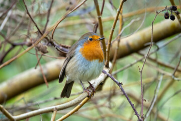 cute robin redbreast perched on a branch with a blurred background