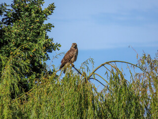 kestrel perched on a treetop with blue sky in the background