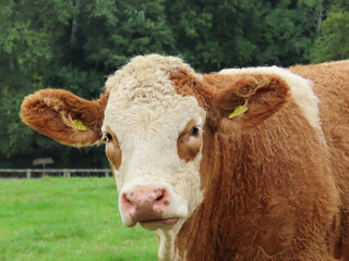 close up portrait of a pretty brown and white cow