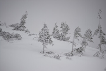 snow covered trees