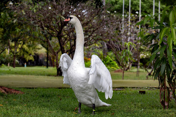 Graceful birds in the wild. The white swan .