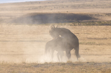 Pair of Wild Horse Stallions Fighting in the Utah Desert