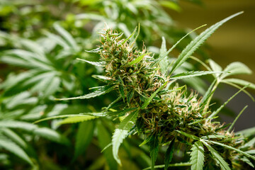 Plant of marijuana for medical use. Close up of cannabis buds