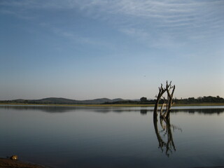 Flock of migratory birds at Kabini Reservoir, India