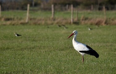 Cigogne blanche