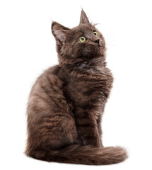 dark brown kitten sitting and looking away isolated on white background