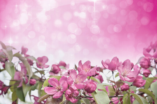 pink spring background pink apple blossom branch on blurred background
