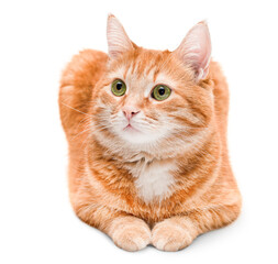 cute ginger cat lies on his stomach and looks to the side, front view,isolated on white background