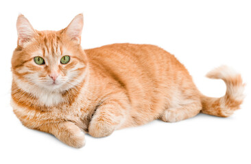 ginger cat lies and looks at the camera ,isolated on white background