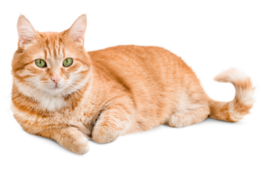 ginger cat lies and looks at the camera ,isolated on white background