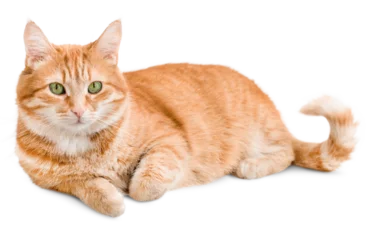 Fotobehang ginger cat lies and looks at the camera ,isolated on white background © Ирина Гутыряк