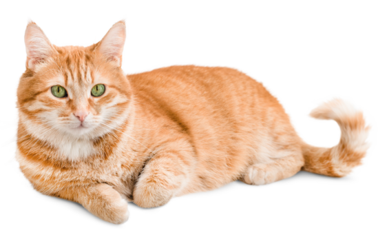 ginger cat lies and looks at the camera ,isolated on white background
