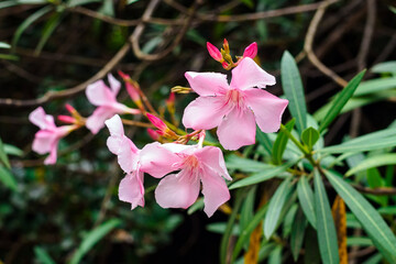 light pink flowers of common oleander on a branch