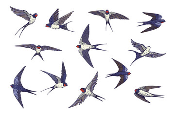 Swallow bird vector illustartions set.