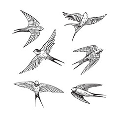 Swallow bird vector line graphic illustartions set.