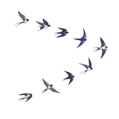 Swallow flock of birds vector illustartions set.