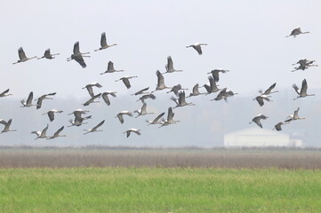 Flock of cranes in migration