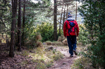 Fototapeta premium Man doing a mountain route through the forest
