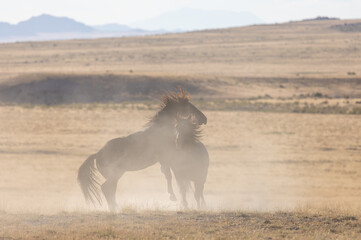 Pair of Wild Horse Stallions Fighting in the Utah Desert