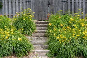 Yellow Daylilies Growing In The Garden In Summer