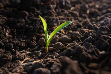maize corn seedling in the agricultural plantation in the evening, Young green cereal plant growing...