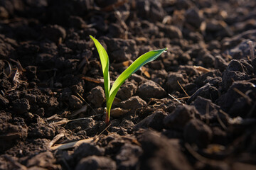 maize corn seedling in the agricultural plantation in the evening, Young green cereal plant growing in the cornfield, animal feed agricultural industry