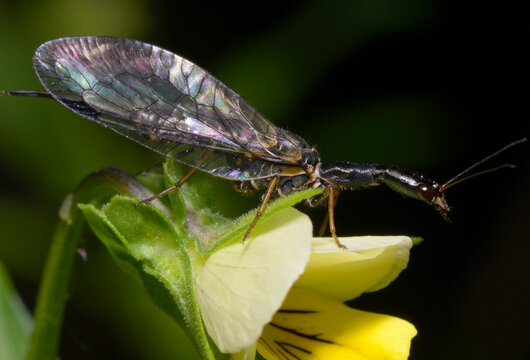 snakefly Raphidioptera sitting on the tiny forest flower