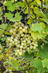 Grapes growing on the vine