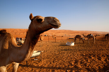 Close-up of a camel in Wahiba Sands, Oman - Powered by Adobe