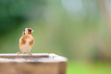 goldfinch perched on a garden bird table