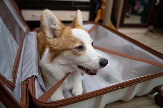 Corgi dog sitting in a travel suitcase