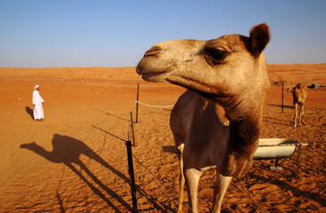 Close-up of a camel and a bedouin, Omani desert