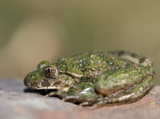 frog on a leaf  pelodytes punctatus