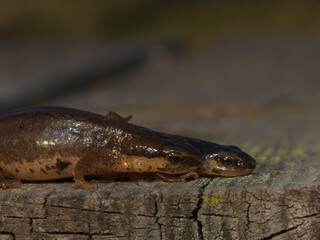 Tritón palmeado - Lissotriton helveticus