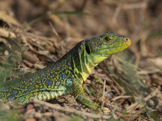 green lizard on a rock