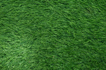 Green grass field on outdoors. Suitable for wallpaper and background. 