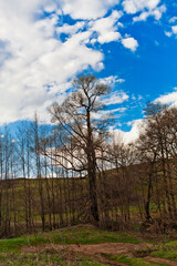 Fototapeta na wymiar A beautiful lonely tree. With a large branched crown. The sun is at sunset. landscape. blue sky.Green trees. natural forest background. Creative image. dense forest. 