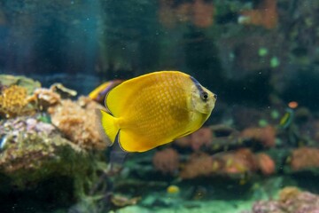 Closeup of a sunburst butterflyfish (Chaetodon kleinii) swimming in an aquarium