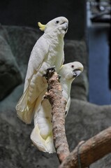 two yellow crested cockatoos step on a branch