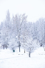 Tree branches are covered with a layer of the first snow. Hello winter concept