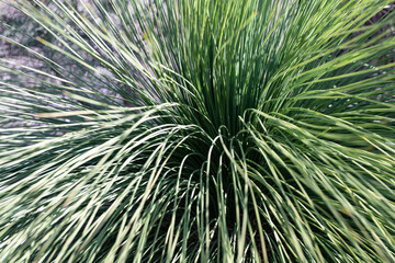 Australian Grass Bush sends its leaves out in all directions in a symmetrical display in bright...