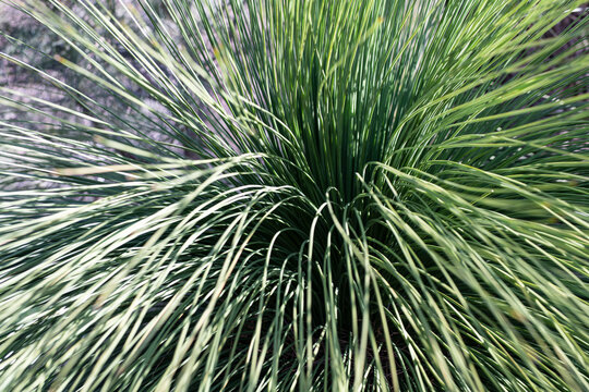 Australian Grass Bush Sends Its Leaves Out In All Directions In A Symmetrical Display In Bright Sunlight At Lake Joondalup, Yellagonga Regional Park, Western Australia