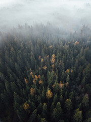 Misty landscape with fir forest. Aerial moody background
