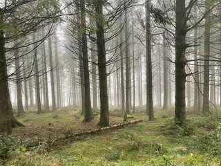 Tall Trees in mist