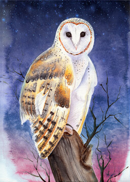 Watercolor illustration of a barn owl with spotted feathers sitting on a tree stump on a purple starry background