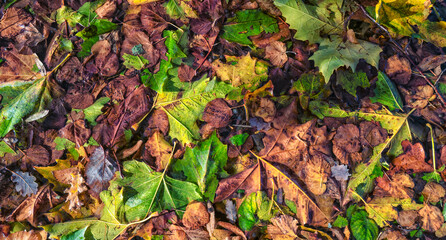 feuilles mortes recouvrant un bassin d'eau