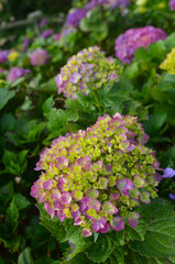 Obraz premium flower_French hydrangea_00003