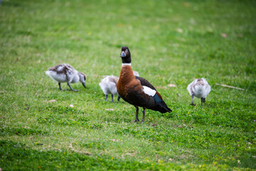 Australian Shelduck (Tadorna tadornoides) with chicks at Lake Joondalup, Edgewater, Western Australia