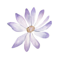 A hand-drawn watercolor flower, a separate element for your design , Cosmea