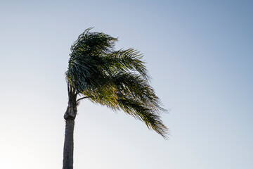 Coastal Palm Tree near  Mindarie Keys, Western Australia